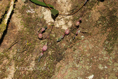 Ceropegia decaisneana